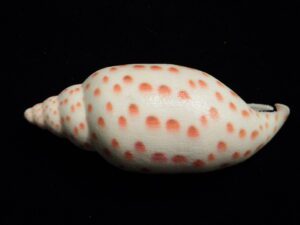 Junonia shell