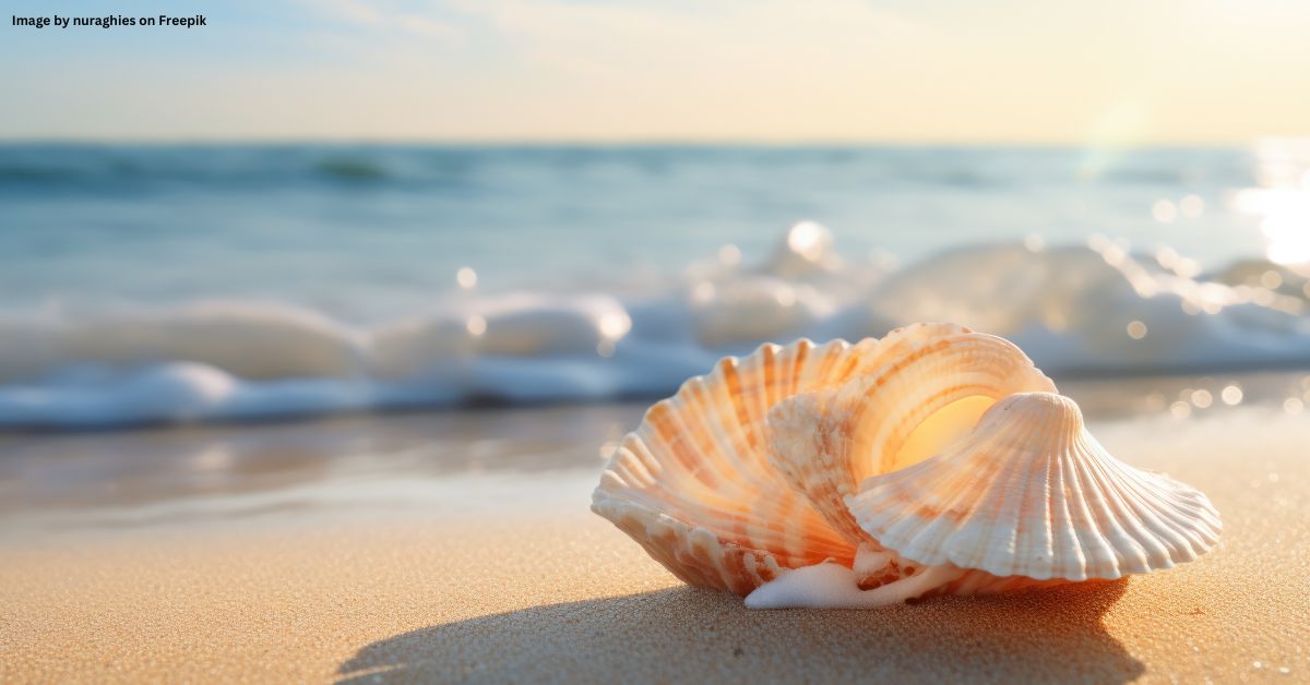 Best Seashell Beaches in Florida